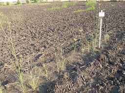 PI_279764_03ncai01_SD_PL_XX_2013-07-02_02.jpg