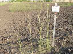 PI_279764_03ncai01_SD_PL_XX_2013-07-02_03.jpg