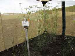 PI_279764_03ncai01_SD_PL_XX_2013-07-31_02.jpg