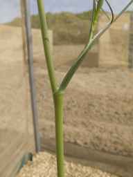 PI_279764_88ncab01_SD_PL_LV_2013-07-03_01.jpg