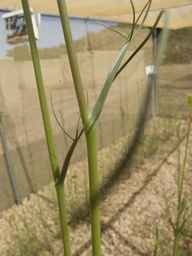 PI_279764_88ncab01_SD_PL_LV_2013-07-03_02.jpg