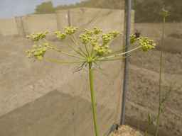 PI_279764_88ncab01_SD_PL_UM_2013-07-03_03.jpg