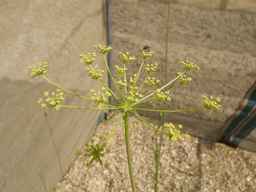 PI_279764_88ncab01_SD_PL_UM_2013-07-03_04.jpg