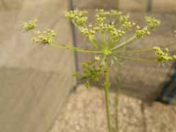 PI_279764_88ncab01_SD_PL_UM_2013-07-03_05.jpg