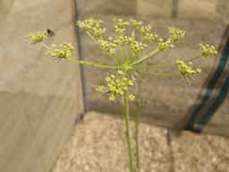 PI_279764_88ncab01_SD_PL_UM_2013-07-03_06.jpg