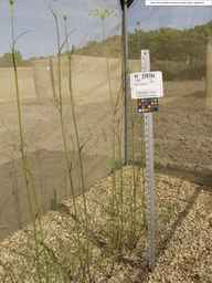 PI_279764_88ncab01_SD_PL_XX_2013-07-03_02.jpg