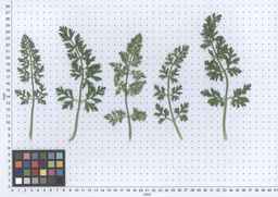 PI_279775_84ncai01_SD_PL_LV_2013-05-30_01.jpg