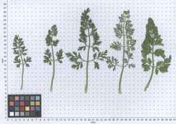 PI_279775_84ncai01_SD_PL_LV_2013-05-30_02.jpg