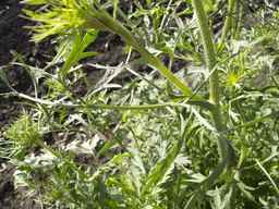 PI_279775_84ncai01_SD_PL_LV_2013-06-18_01.jpg