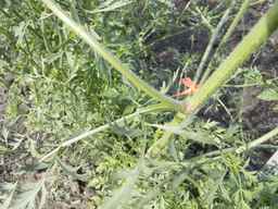 PI_279775_84ncai01_SD_PL_LV_2013-06-18_02.jpg