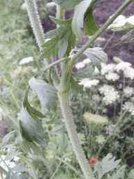 PI_279775_84ncai01_SD_PL_LV_2013-06-27_01.jpg