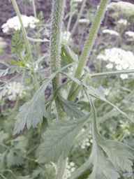 PI_279775_84ncai01_SD_PL_LV_2013-06-27_02.jpg