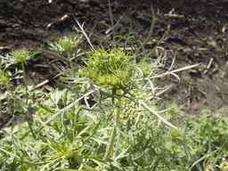 PI_279775_84ncai01_SD_PL_UM_2013-06-18_01.jpg