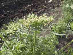 PI_279775_84ncai01_SD_PL_UM_2013-06-18_02.jpg
