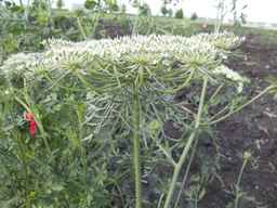 PI_279775_84ncai01_SD_PL_UM_2013-06-18_05.jpg