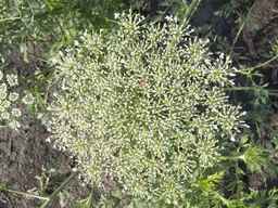 PI_279775_84ncai01_SD_PL_UM_2013-06-18_06.jpg