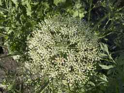 PI_279775_84ncai01_SD_PL_UM_2013-06-18_07.jpg