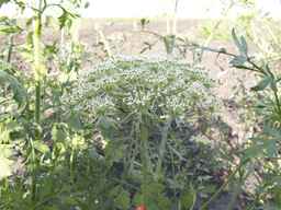 PI_279775_84ncai01_SD_PL_UM_2013-06-18_08.jpg