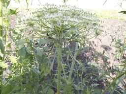 PI_279775_84ncai01_SD_PL_UM_2013-06-18_09.jpg