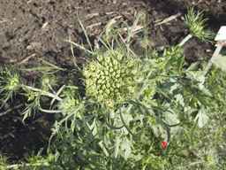 PI_279775_84ncai01_SD_PL_UM_2013-06-18_10.jpg