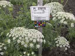 PI_279775_84ncai01_SD_PL_UM_2013-06-27_01.jpg