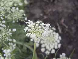 PI_279775_84ncai01_SD_PL_UM_2013-06-27_02.jpg