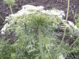 PI_279775_84ncai01_SD_PL_UM_2013-06-27_03.jpg