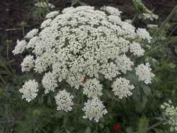 PI_279775_84ncai01_SD_PL_UM_2013-06-27_04.jpg