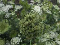 PI_279775_84ncai01_SD_PL_UM_2013-07-31_02.jpg
