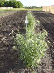 PI_279775_84ncai01_SD_PL_XX_2013-06-18_01.jpg