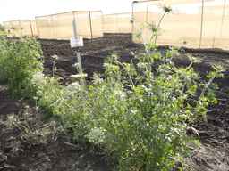 PI_279775_84ncai01_SD_PL_XX_2013-06-18_02.jpg