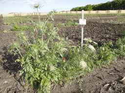 PI_279775_84ncai01_SD_PL_XX_2013-06-18_03.jpg
