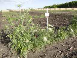 PI_279775_84ncai01_SD_PL_XX_2013-06-18_04.jpg