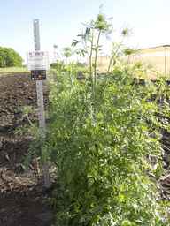 PI_279775_84ncai01_SD_PL_XX_2013-06-18_05.jpg
