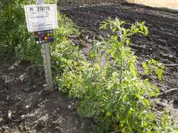 PI_279775_84ncai01_SD_PL_XX_2013-06-18_06.jpg