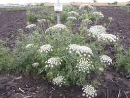 PI_279775_84ncai01_SD_PL_XX_2013-06-27_01.jpg