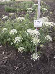 PI_279775_84ncai01_SD_PL_XX_2013-06-27_02.jpg