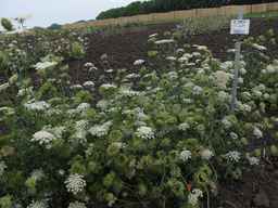 PI_279775_84ncai01_SD_PL_XX_2013-07-31_01.jpg