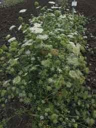 PI_279775_84ncai01_SD_PL_XX_2013-07-31_02.jpg