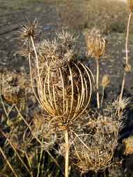 PI_279775_84ncai01_SD_SD_XX_2013-10-07_01.jpg