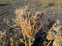 PI_279775_84ncai01_SD_SD_XX_2013-10-07_02.jpg