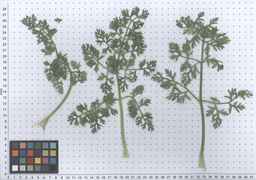 PI_279777_84ncai01_SD_PL_LV_2011-06-03_01.jpg