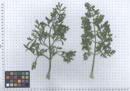 PI_279777_84ncai01_SD_PL_LV_2011-06-03_03.jpg