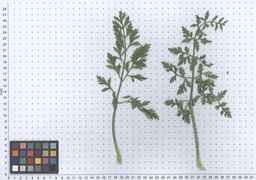 PI_279777_84ncai01_SD_PL_LV_2011-06-03_04.jpg