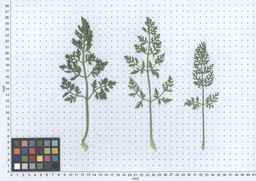 PI_279777_84ncai01_SD_PL_LV_2013-05-30_01.jpg