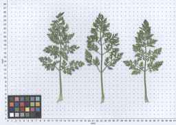 PI_279777_84ncai01_SD_PL_LV_2013-05-30_03.jpg