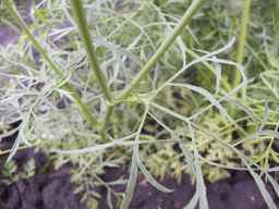PI_279777_84ncai01_SD_PL_LV_2013-06-25_01.jpg