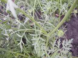 PI_279777_84ncai01_SD_PL_LV_2013-06-25_02.jpg
