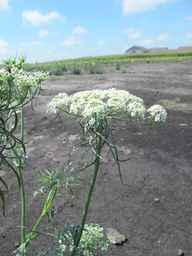 PI_279777_84ncai01_SD_PL_UM_2010-08-18_05.jpg