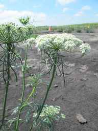 PI_279777_84ncai01_SD_PL_UM_2010-08-18_06.jpg